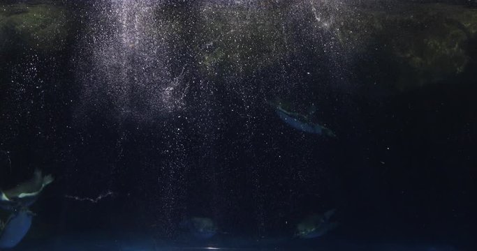 Underwater shot of a group of Penguins swimming fast in water