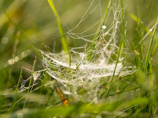 Delicate and thin web