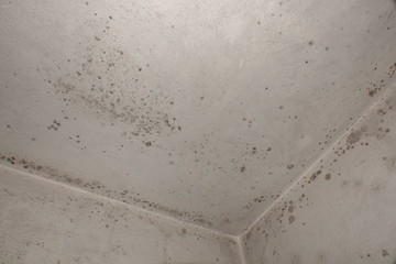 Stachybotrys chartarum Black Ceiling Mold caused from water damage and overly water damped rooms.
