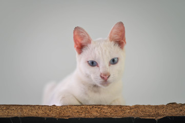 Diamond Eye cat ( Khao Manee ) is a rare breed of cat originating in Thailand, which has an ancient...