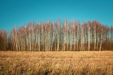 Dry meadow, birch forest without leaves and blue sky, Nowiny, Poland