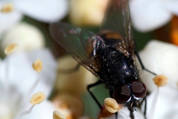 Horse fly - Tabanus bovinus - with dark red eyes on a flower