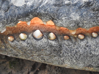 krokodil zähne