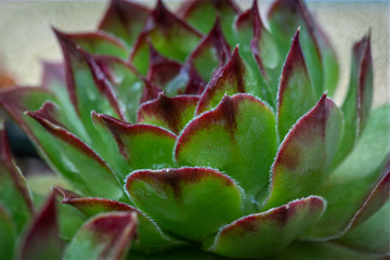 succulent plant close up with dew, background wallpaper,green & red.