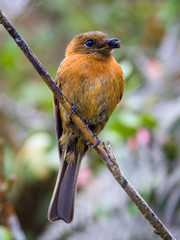 Flycatcher with food in its beak
