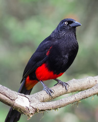 Endemic bird of Colombia on a branch