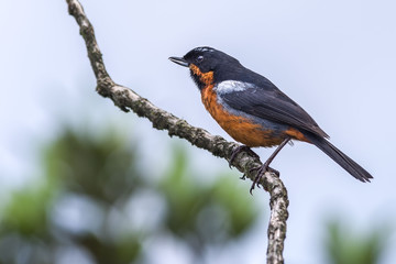 Colorful bird singing from a branch