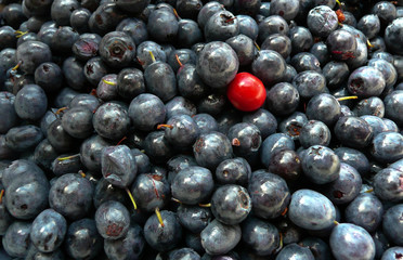 Freshly picked berries of forest blueberries.
