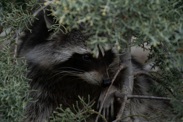 Portrait of a raccoon's face up on a cypress tree