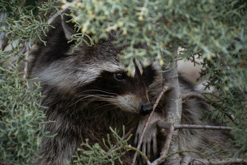 Portrait of a raccoon's face up on a cypress tree