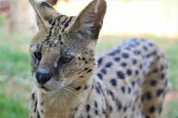 Serval - leptailurus serval