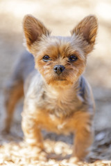 4 years old female Yorkshire Terrier Portrait. Off-leash dog park in Northern California.