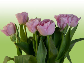 a bouquet of pink tulips in full bloom with abackground fading from white to green and copy space