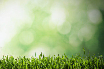 Naklejka na ściany i meble Fresh green grass on blurred background, space for text. Spring season