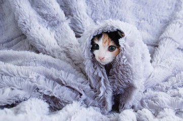 Naklejka premium A small three-color kitten is sitting close-up covered in gray fluffy plaid.