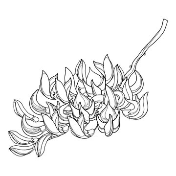 Branch of outline tropical Butea or forest flame or bastard teak tree flower bunch and bud in black isolated on white background. 
