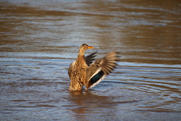 female duck flapping wings in water