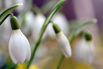 Schneegl&ouml;ckchen