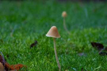mushroom in the grass