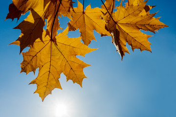 maple leafs, sun and a blue sky