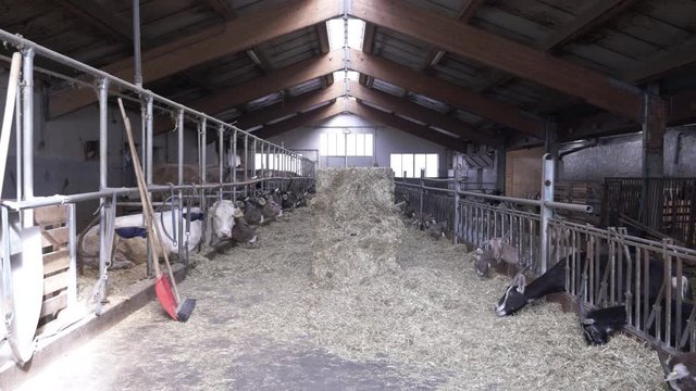 Goats And Cows Eating Hay Inside Barn