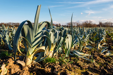 Mature leeks in the field ready for harvesting