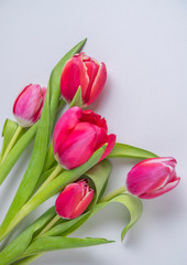 bright fresh bouquet of pink tulips on a gray background