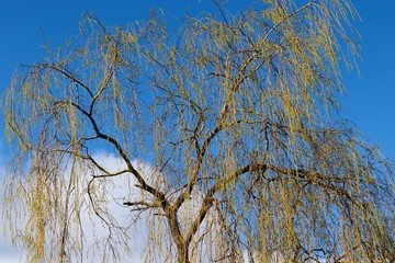 Birke im Frühling vor blauem Himmel