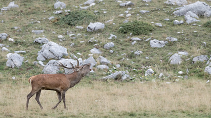 Red deer male in rutting season (Cervus elaphus)