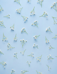 Fototapeta premium Beautiful pattern on a blue background with flowers gypsophila