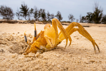 Crab crayfish having fun on the beach