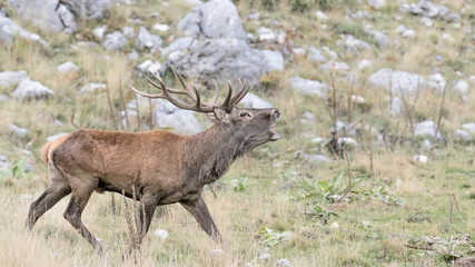 The call of Red deer male (Cervus elaphus)