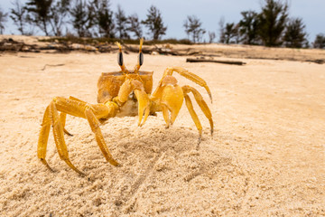 Crab crayfish having fun on the beach