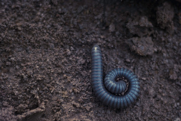caterpillar on a leaf