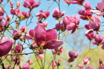 Obraz na płótnie Canvas Background of colorful purple magnolia in spring, closeup. Amazing scenery with flowers. Beautiful pink magnolia petals against blue sky