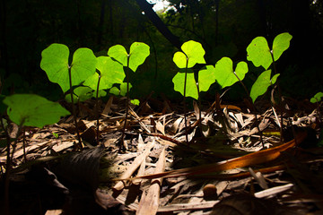 young plants growing in soil