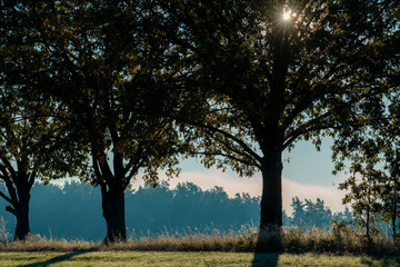 Tree in a meadow on a foggy morning