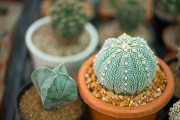 Astrophytum asterias 