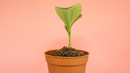 Fototapeta premium Home plant in a flower pot with large leaves.
