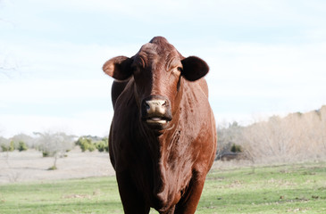 Santa Gertrudis cow in rural Texas landscape close up.