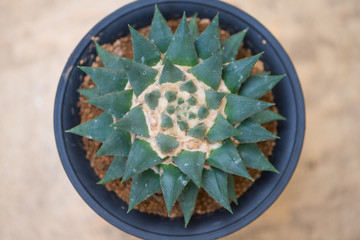 Fototapeta premium Ariocarpus trigonus with fruit in flower pot