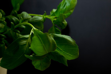 Basil is grown in pots at home on a black background