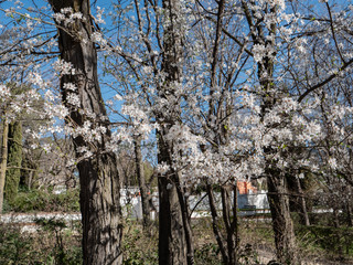 Fototapeta premium Almond tree