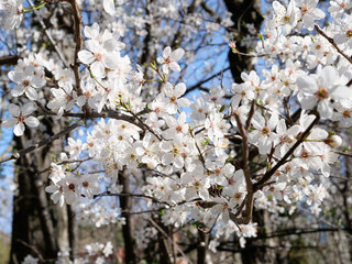 Almond tree