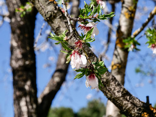 Almond tree