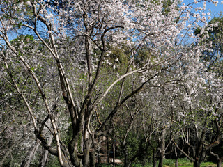 Almond tree