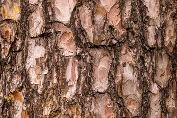 Background image of pine tree crores.