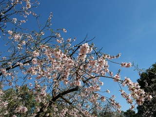 Almond tree