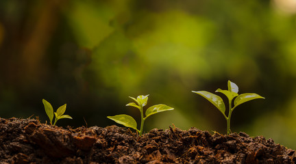 ัyoung green nature sprout in the soil is growing up. ecology and agriculture concept.