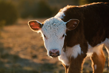 Baby cow shows Hereford calf portrait on farm. - obrazy, fototapety, plakaty